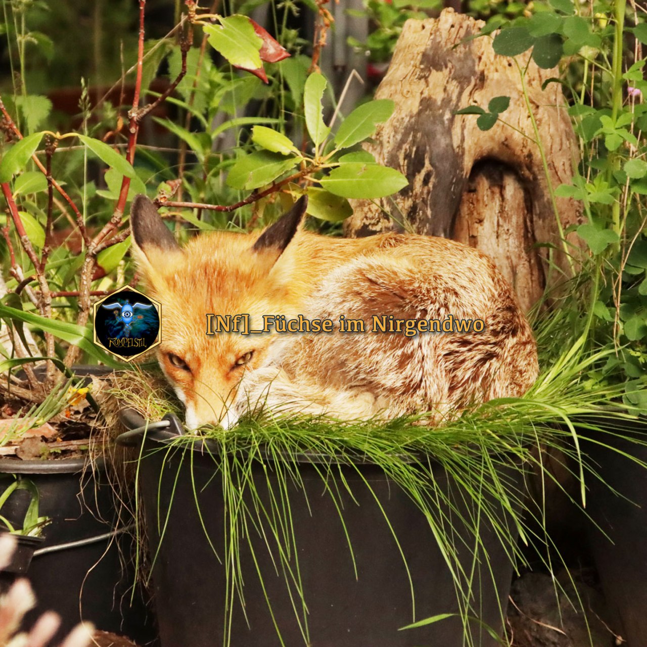 [Nf]_Füchse im Nirgendwo