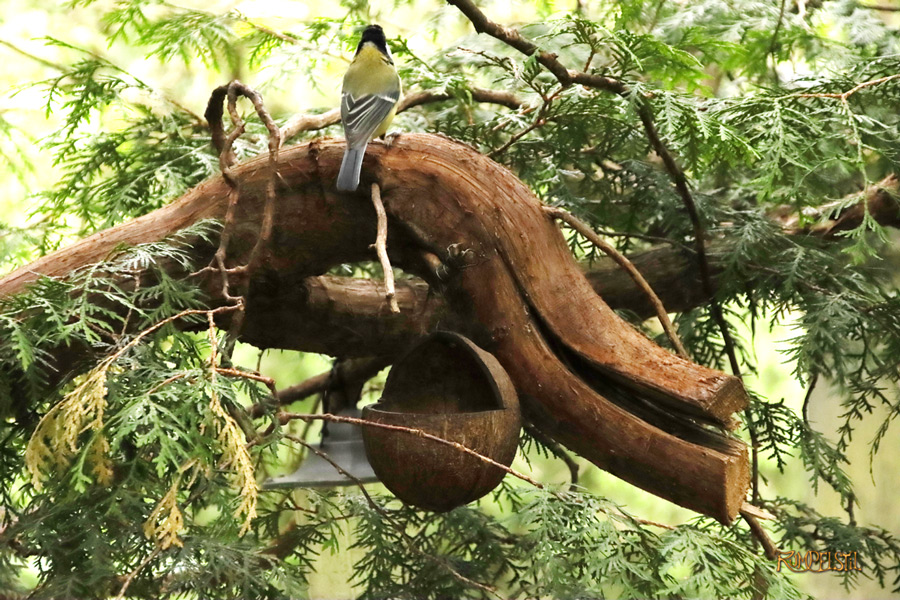 Rumpelstil
[Fa-01]_Best Pics-Fauna
Bird 3
