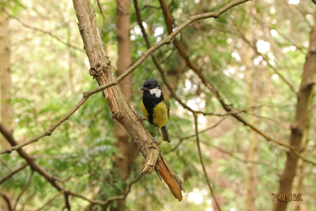 Rumpelstil
[Fa-01]_Best Pics-Fauna
Bird 3