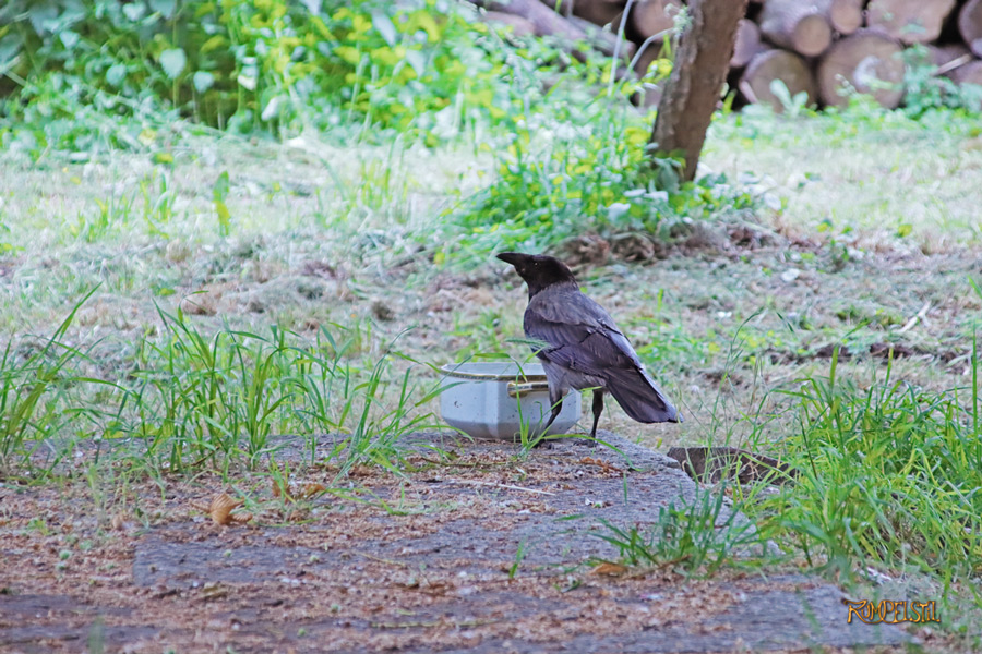 Rumpelstil
[Fa-01]_Best Pics-Fauna
Crow 1