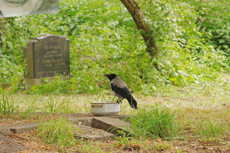 Rumpelstil
[Fa-01]_Best Pics-Fauna
Crow  2