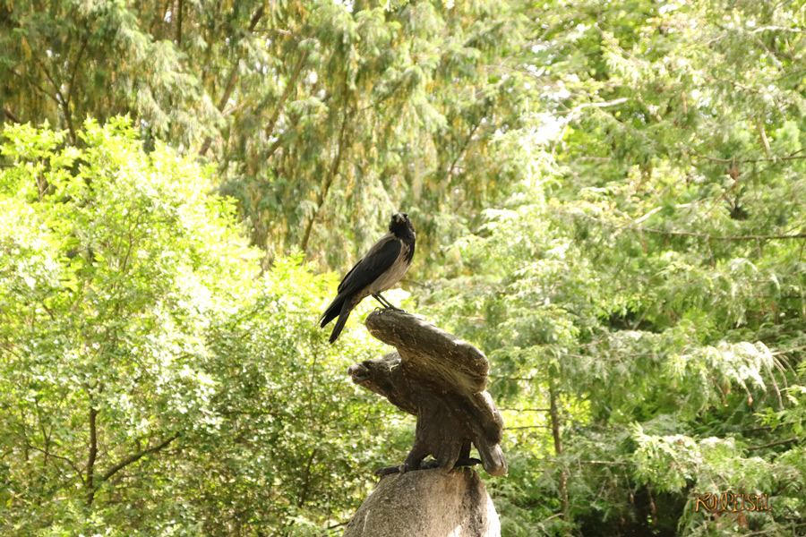 Rumpelstil
[Fa-01]_Best Pics-Fauna
Crow on sculpture 1