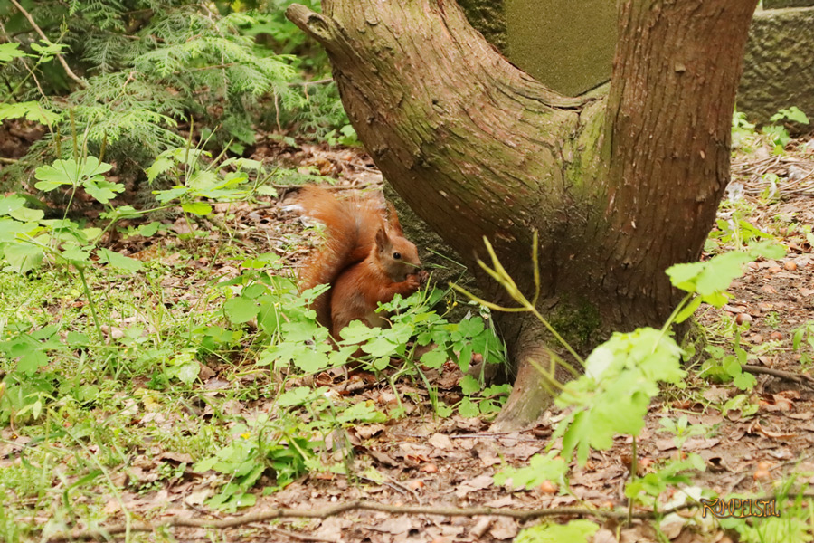 Rumpelstil
[Fa-01]_Best Pics-Fauna
Squirrel 06
