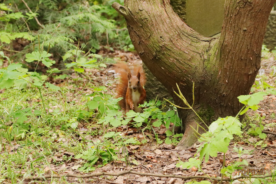 [Fa-01]_Best Pics-Fauna
Squirrel 07