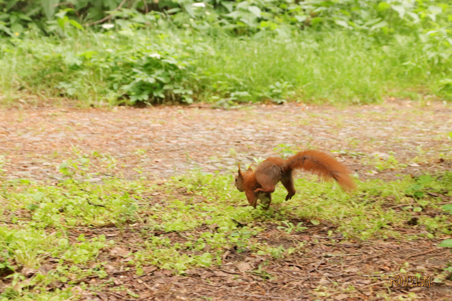 [Fa-01]_Best Pics-Fauna
Squirrel 08