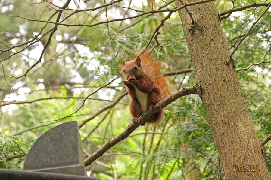 Rumpelstil_[Fa-01]_Fauna-Encounter 2 Squirrel 09