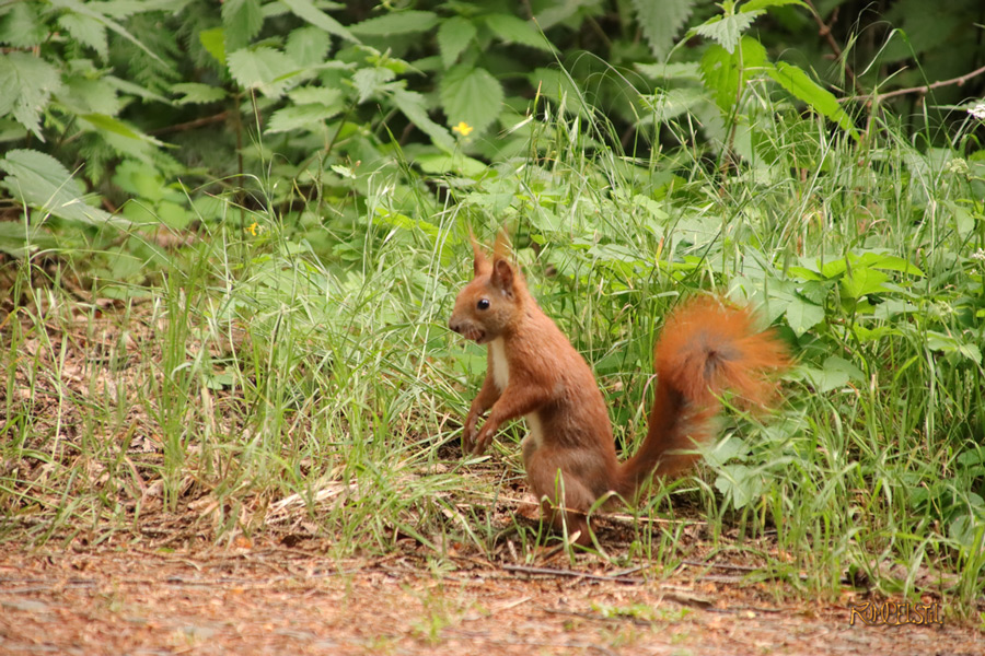 Rumpelstil_Fauna-Encounter 2 Squirrel-10