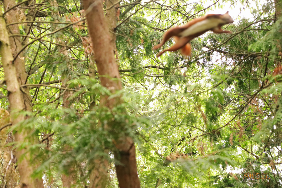 Rumpelstil_ [Fa-01]_Fauna-Encounter 2
Squirrel 11