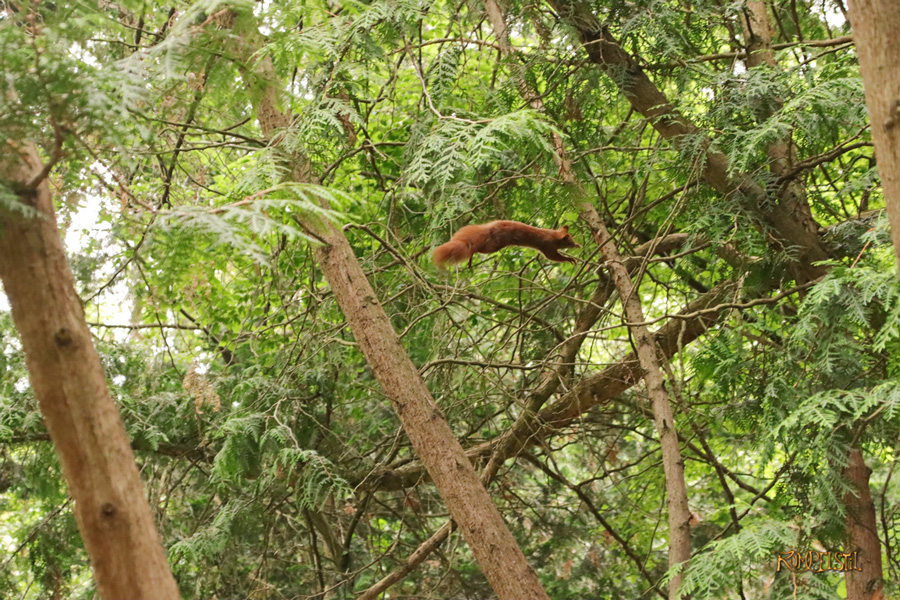 Rumpelstil_[Fa-01]_Fauna-Encounter 2 Squirrel 12