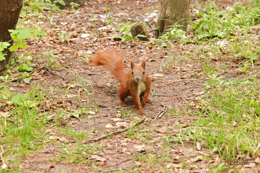 Rumpelstil
[Fa-01]_Best Pics-Fauna
Squirrel 23