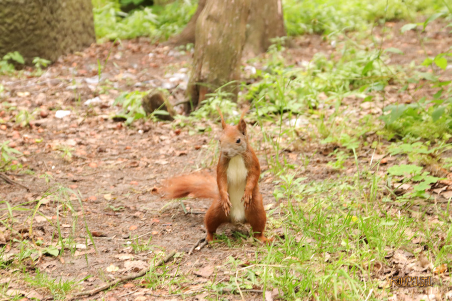 Rumpelstil
[Fa-01]_Best Pics-Fauna
Squirrel 24