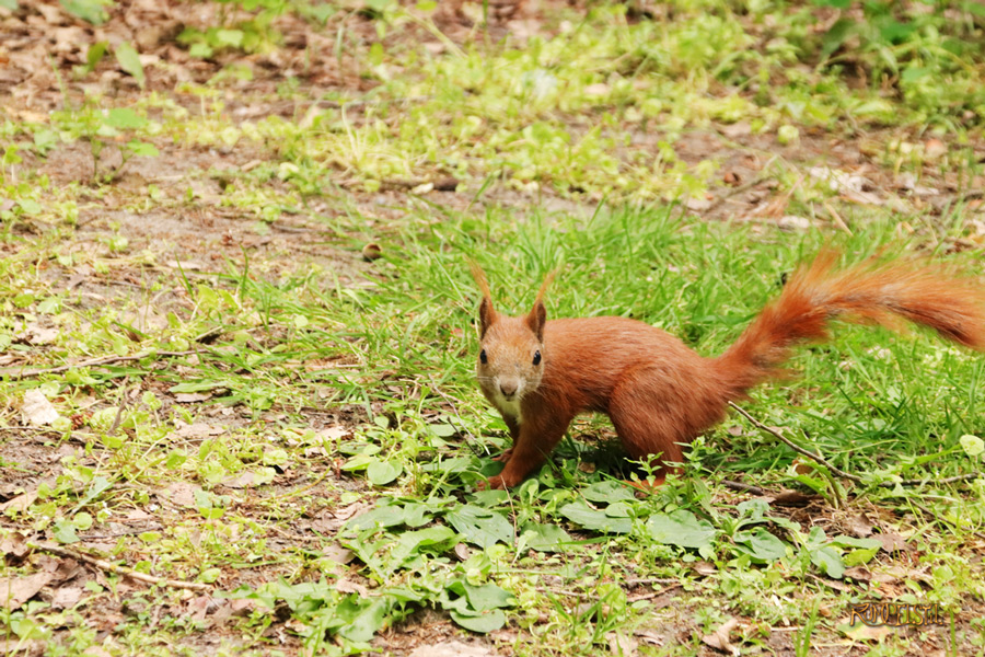 Rumpelstil
[Fa-01]_Best Pics-Fauna
Squirrel 26