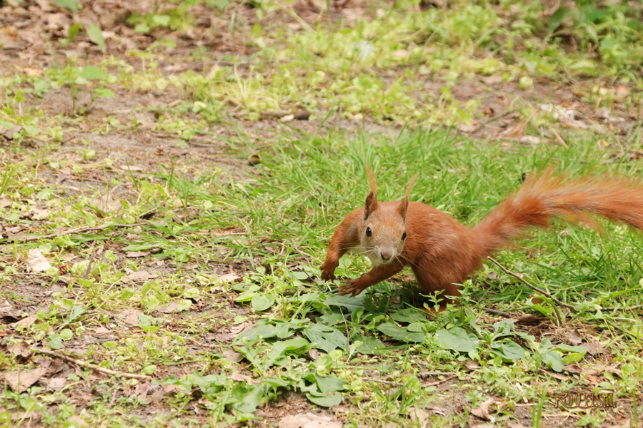 Rumpelstil
[Fa-01]_Best Pics-Fauna
Squirrel 26