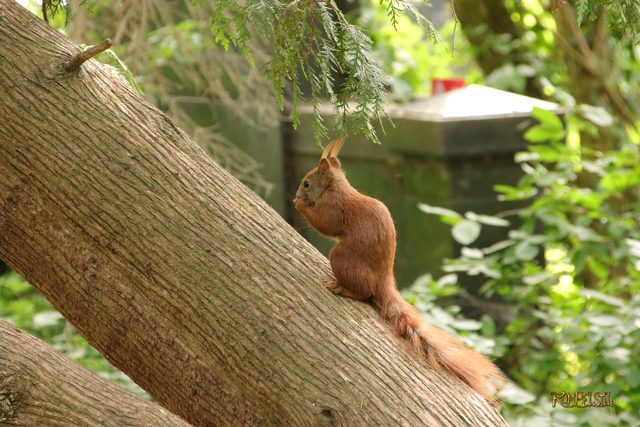 Rumpelstil
[Fa-01]_Best Pics-Fauna
Squirrel 27