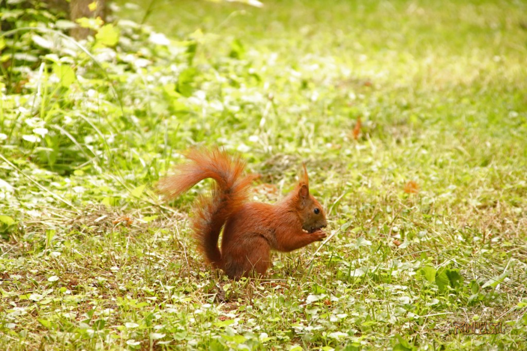 Rumpelstil
[Fa-01]_Best Pics-Fauna
Squirrel 28