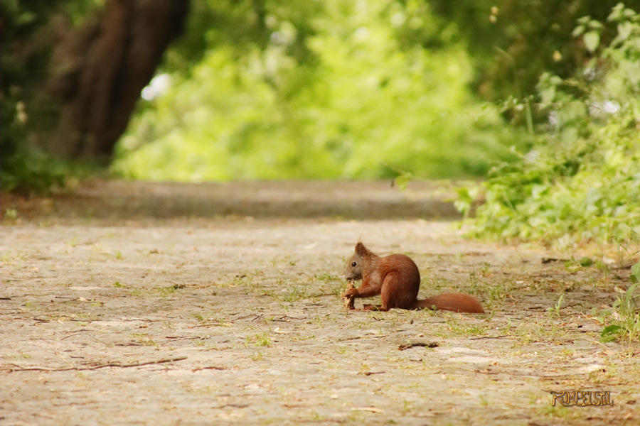 Rumpelstil
[Fa-01]_Best Pics-Fauna
Squirrel 29